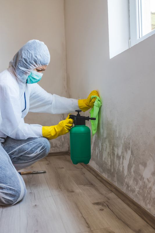 Effective Mold Removal Techniques